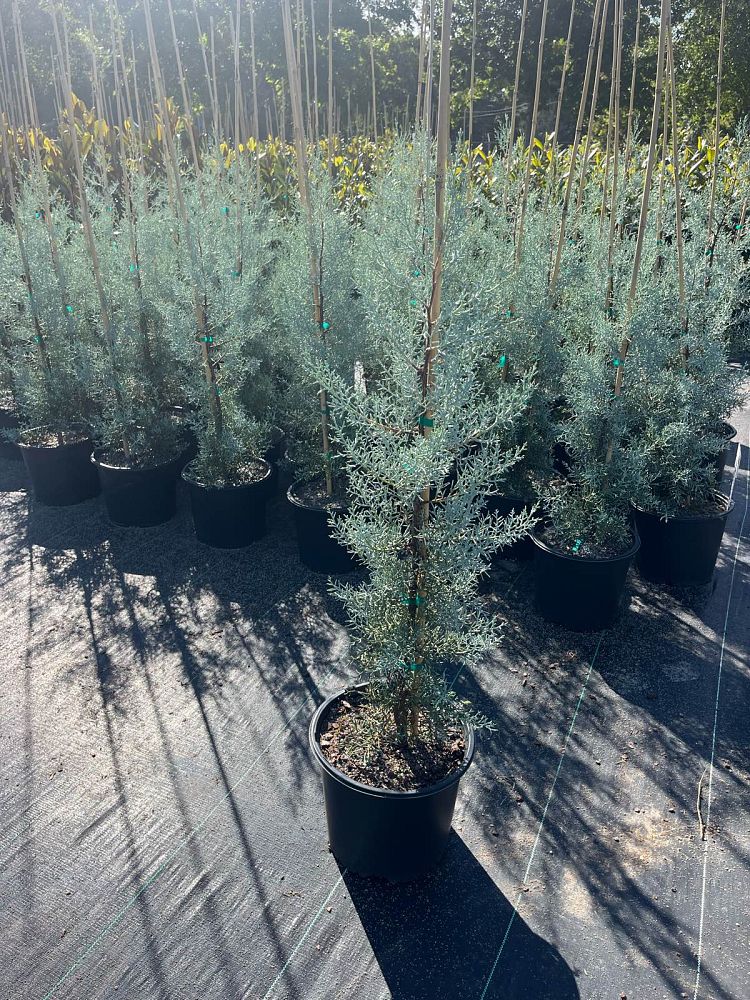 cupressus-arizonica-glabra-blue-ice-arizona-blue-cypress-smooth-bark-arizona-cypress-callitropsis-glabra