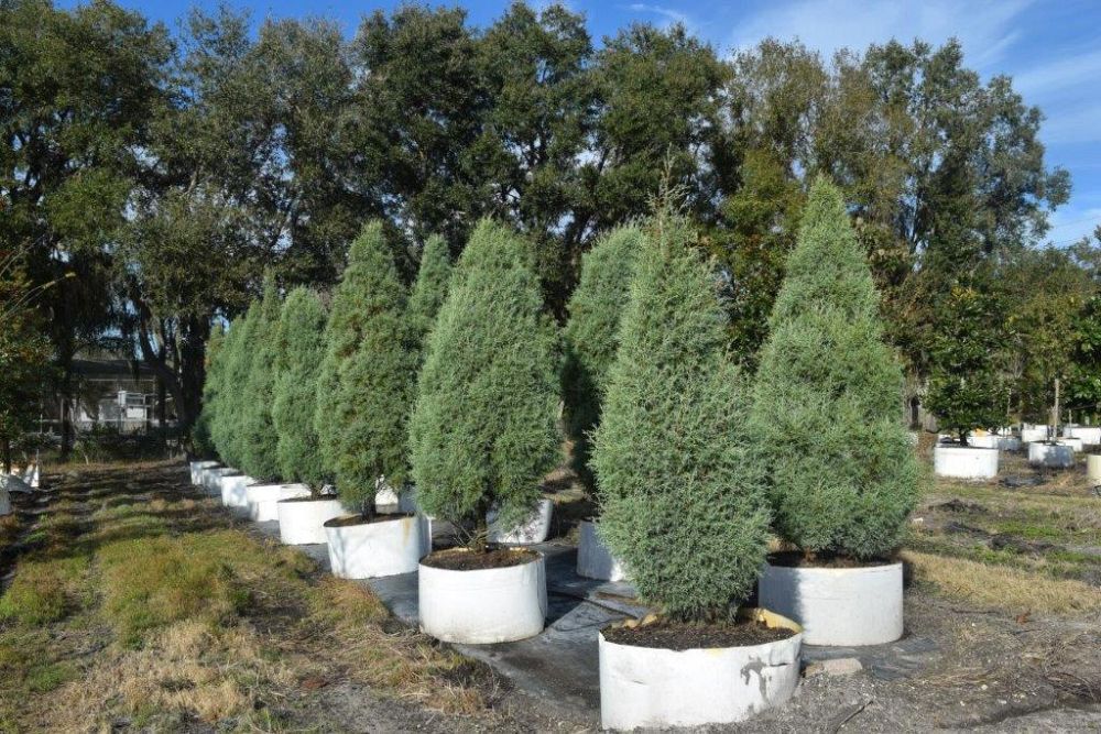 Sunscape Tree Farm, Inc. | plantANT.com