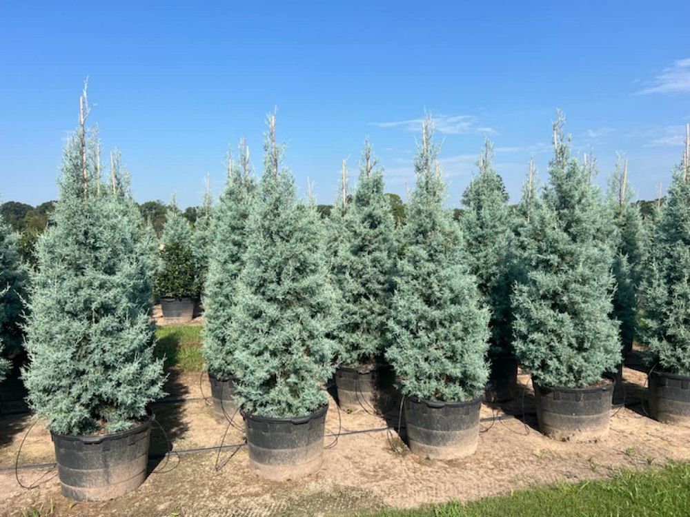 cupressus-arizonica-glabra-carolina-sapphire-arizona-blue-cypress-smooth-bark-arizona-cypress-callitropsis-glabra