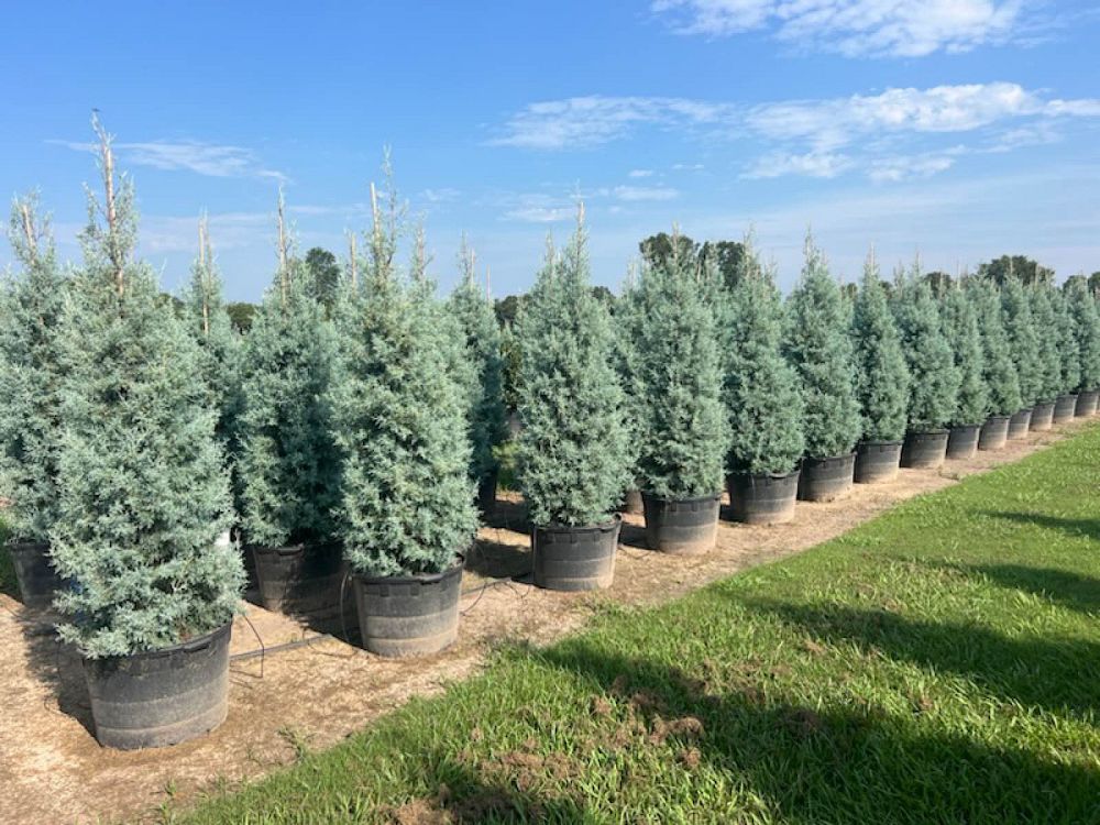 cupressus-arizonica-glabra-carolina-sapphire-arizona-blue-cypress-smooth-bark-arizona-cypress-callitropsis-glabra