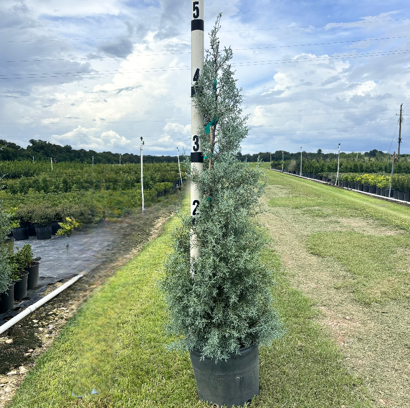 cupressus-arizonica-glabra-carolina-sapphire-arizona-blue-cypress-smooth-bark-arizona-cypress-callitropsis-glabra