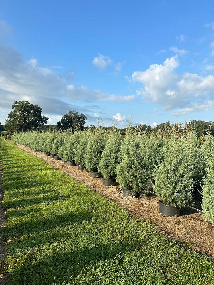 cupressus-arizonica-glabra-carolina-sapphire-arizona-blue-cypress-smooth-bark-arizona-cypress-callitropsis-glabra