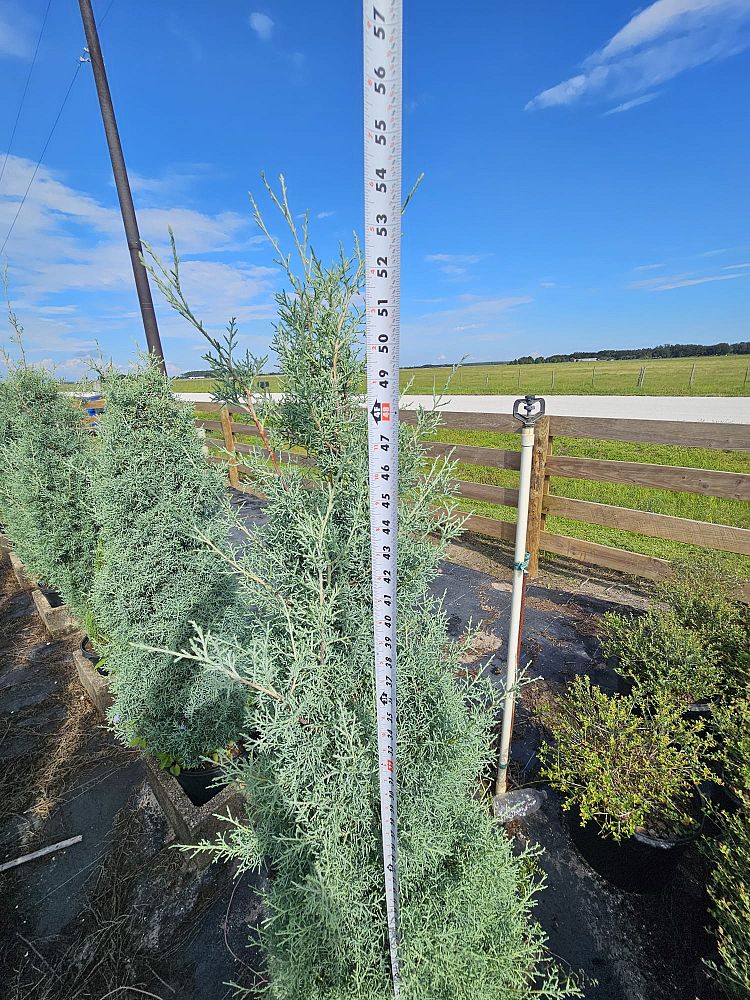 cupressus-arizonica-glabra-carolina-sapphire-arizona-blue-cypress-smooth-bark-arizona-cypress-callitropsis-glabra