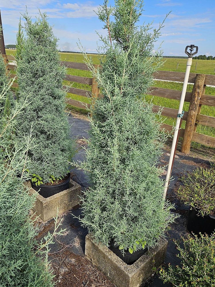 cupressus-arizonica-glabra-carolina-sapphire-arizona-blue-cypress-smooth-bark-arizona-cypress-callitropsis-glabra