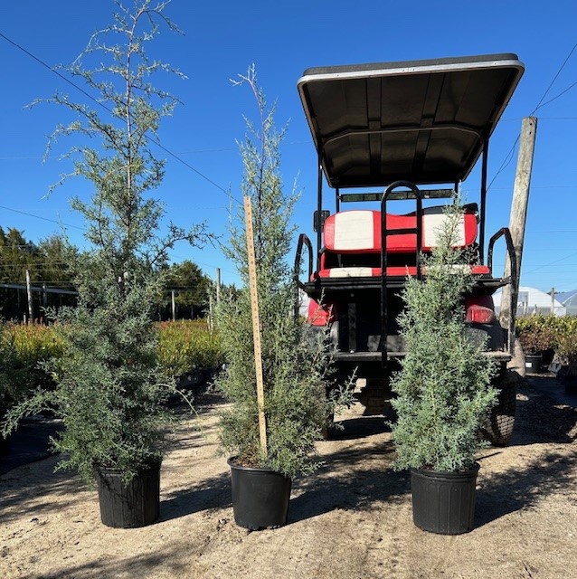 cupressus-arizonica-glabra-carolina-sapphire-arizona-blue-cypress-smooth-bark-arizona-cypress-callitropsis-glabra