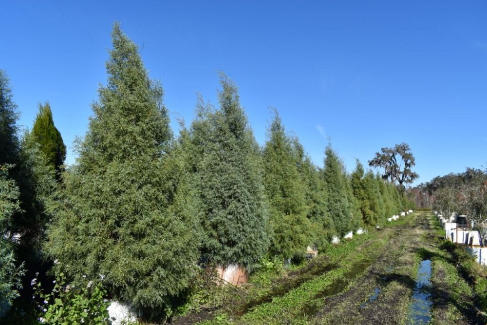 cupressus-arizonica-glabra-carolina-sapphire-arizona-blue-cypress-smooth-bark-arizona-cypress-callitropsis-glabra