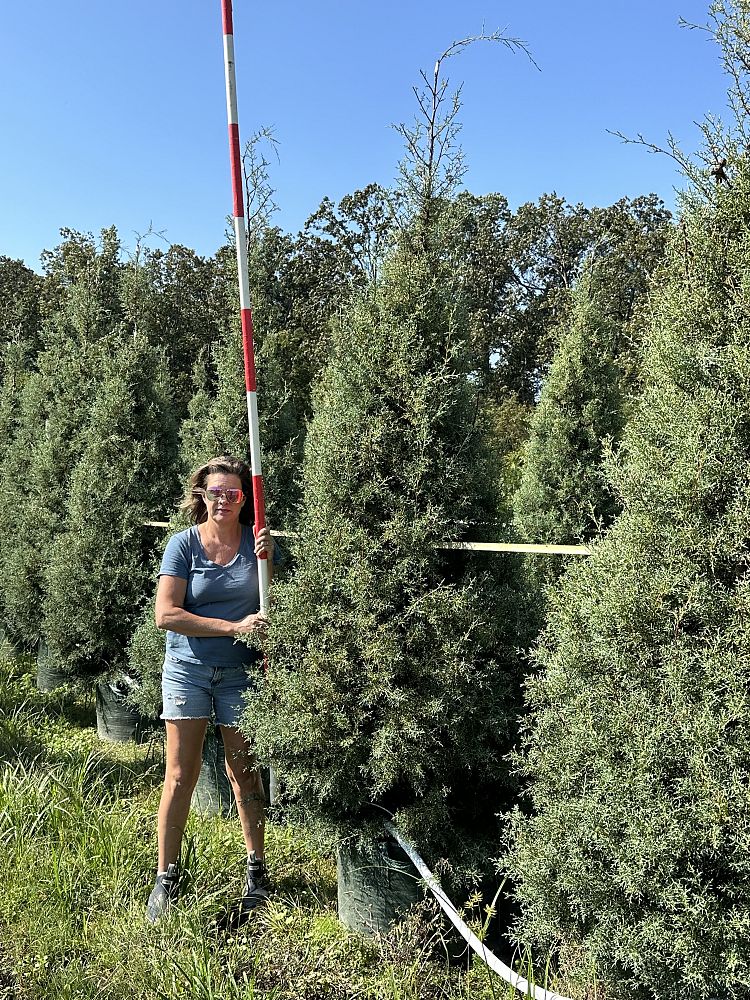 cupressus-arizonica-glabra-carolina-sapphire-arizona-blue-cypress-smooth-bark-arizona-cypress-callitropsis-glabra