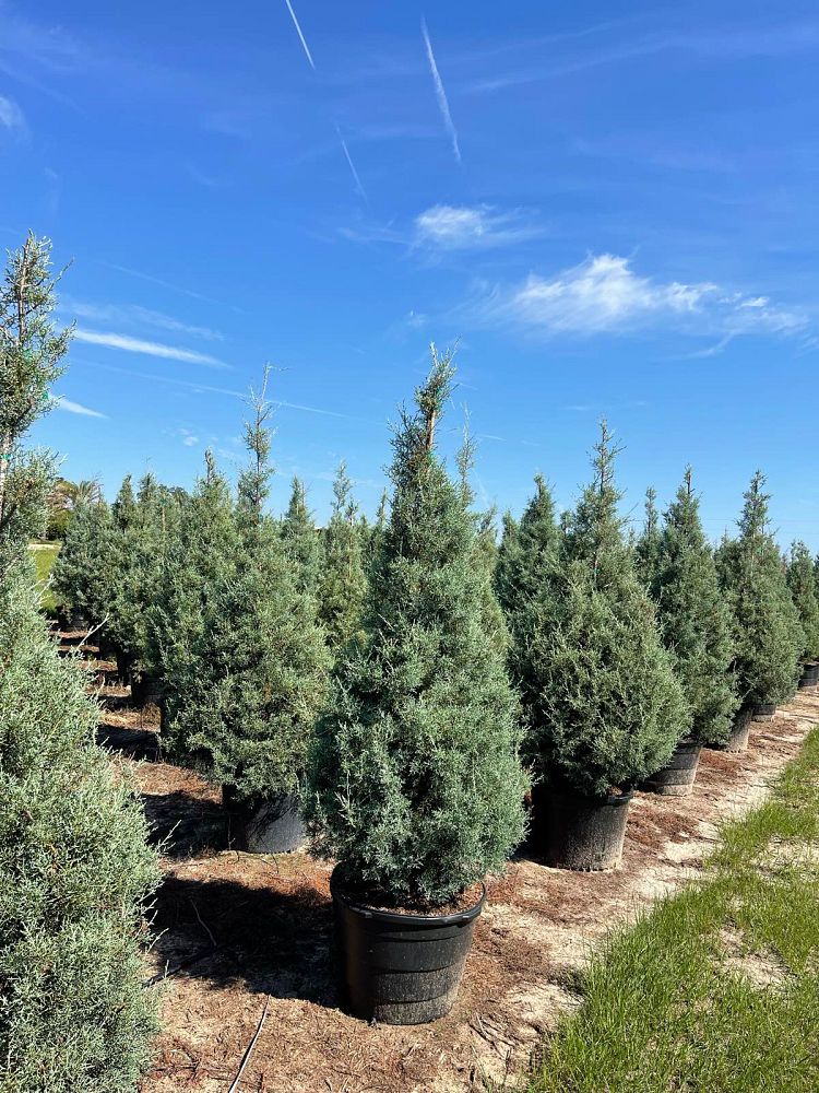 cupressus-arizonica-glabra-carolina-sapphire-arizona-blue-cypress-smooth-bark-arizona-cypress-callitropsis-glabra