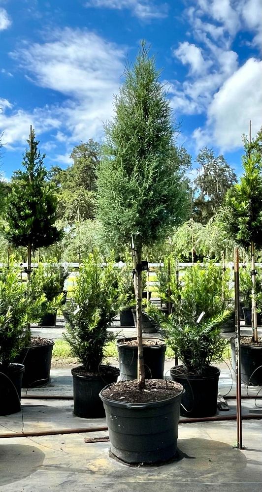 cupressus-arizonica-glabra-carolina-sapphire-arizona-blue-cypress-smooth-bark-arizona-cypress-callitropsis-glabra