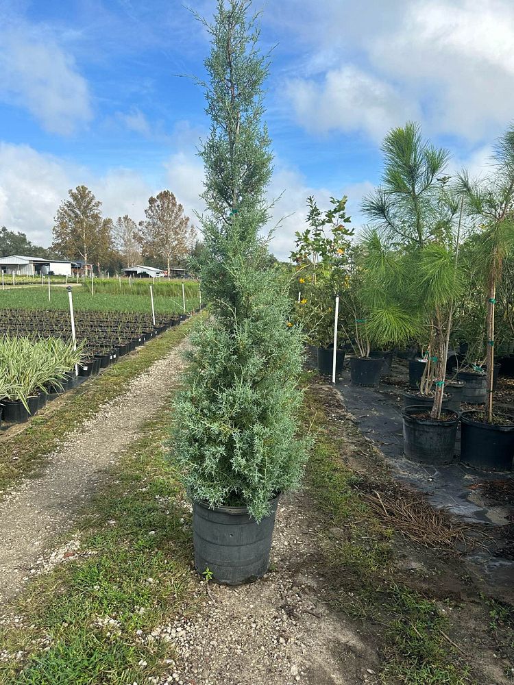 cupressus-arizonica-glabra-carolina-sapphire-arizona-blue-cypress-smooth-bark-arizona-cypress-callitropsis-glabra