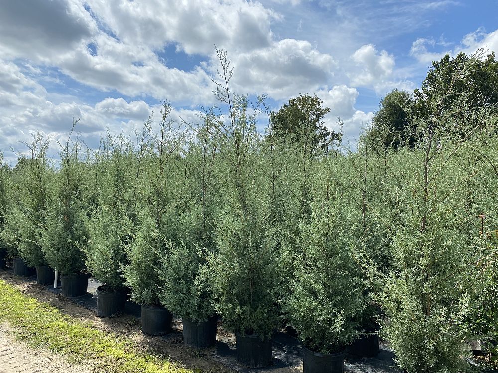 cupressus-arizonica-glabra-carolina-sapphire-arizona-blue-cypress-smooth-bark-arizona-cypress-callitropsis-glabra