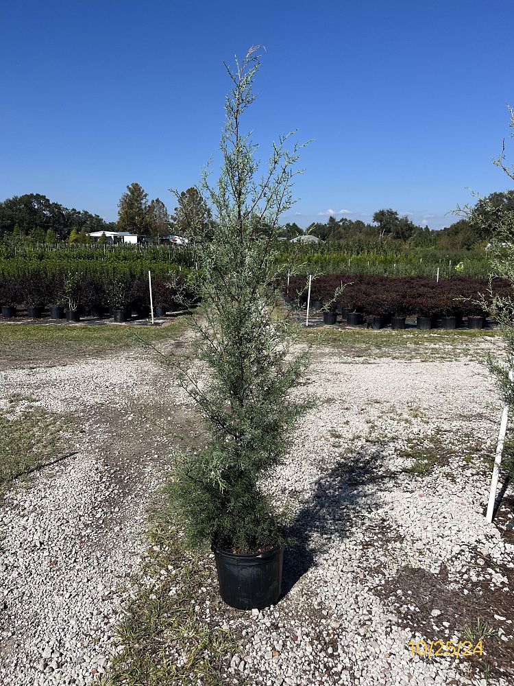 cupressus-arizonica-glabra-carolina-sapphire-arizona-blue-cypress-smooth-bark-arizona-cypress-callitropsis-glabra