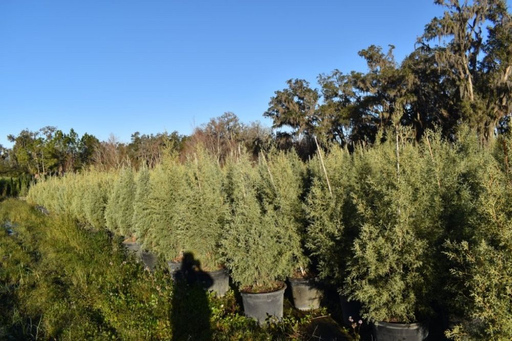 cupressus-arizonica-glabra-carolina-sapphire-arizona-blue-cypress-smooth-bark-arizona-cypress-callitropsis-glabra