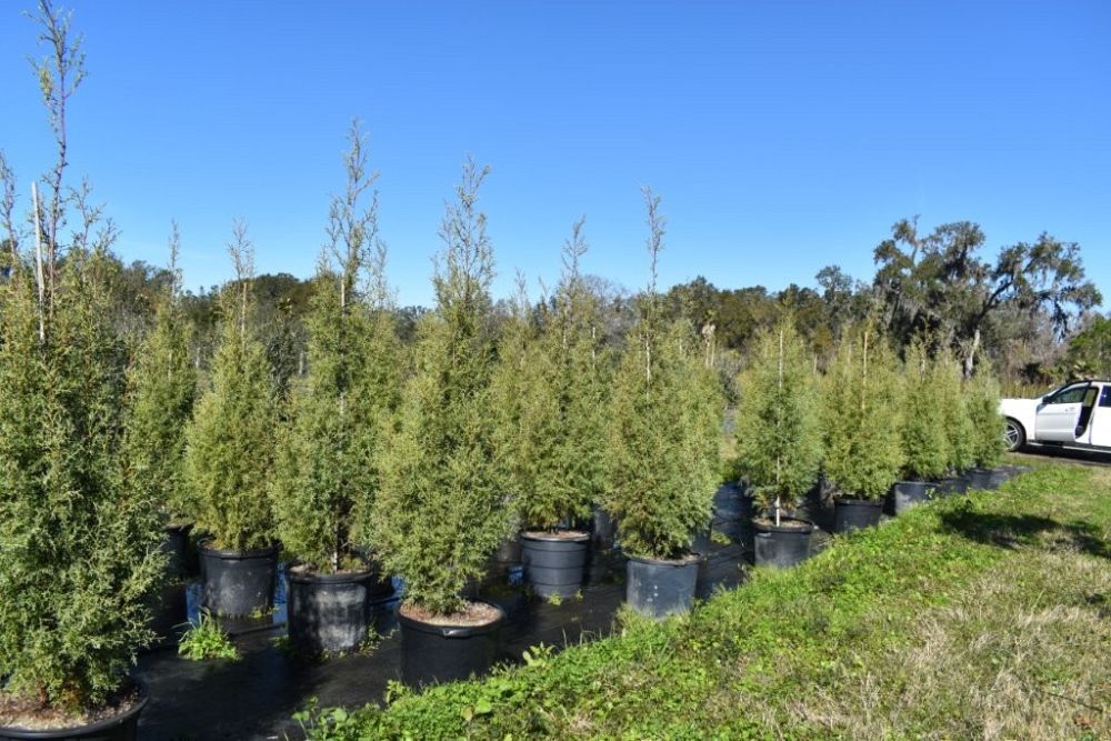 cupressus-arizonica-glabra-carolina-sapphire-arizona-blue-cypress-smooth-bark-arizona-cypress-callitropsis-glabra