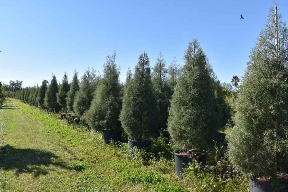 cupressus-arizonica-glabra-carolina-sapphire-arizona-blue-cypress-smooth-bark-arizona-cypress-callitropsis-glabra