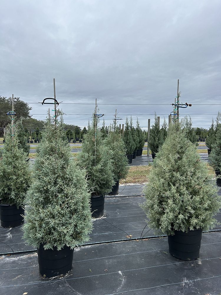 cupressus-arizonica-glabra-carolina-sapphire-arizona-blue-cypress-smooth-bark-arizona-cypress-callitropsis-glabra