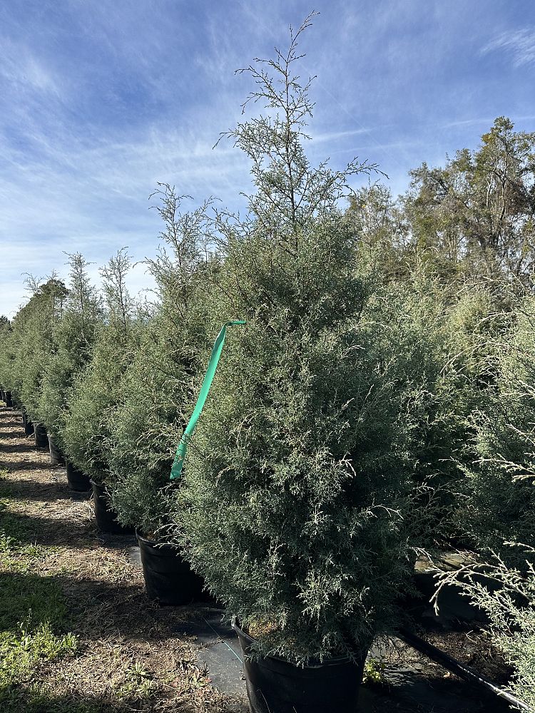 cupressus-arizonica-glabra-carolina-sapphire-arizona-blue-cypress-smooth-bark-arizona-cypress-callitropsis-glabra