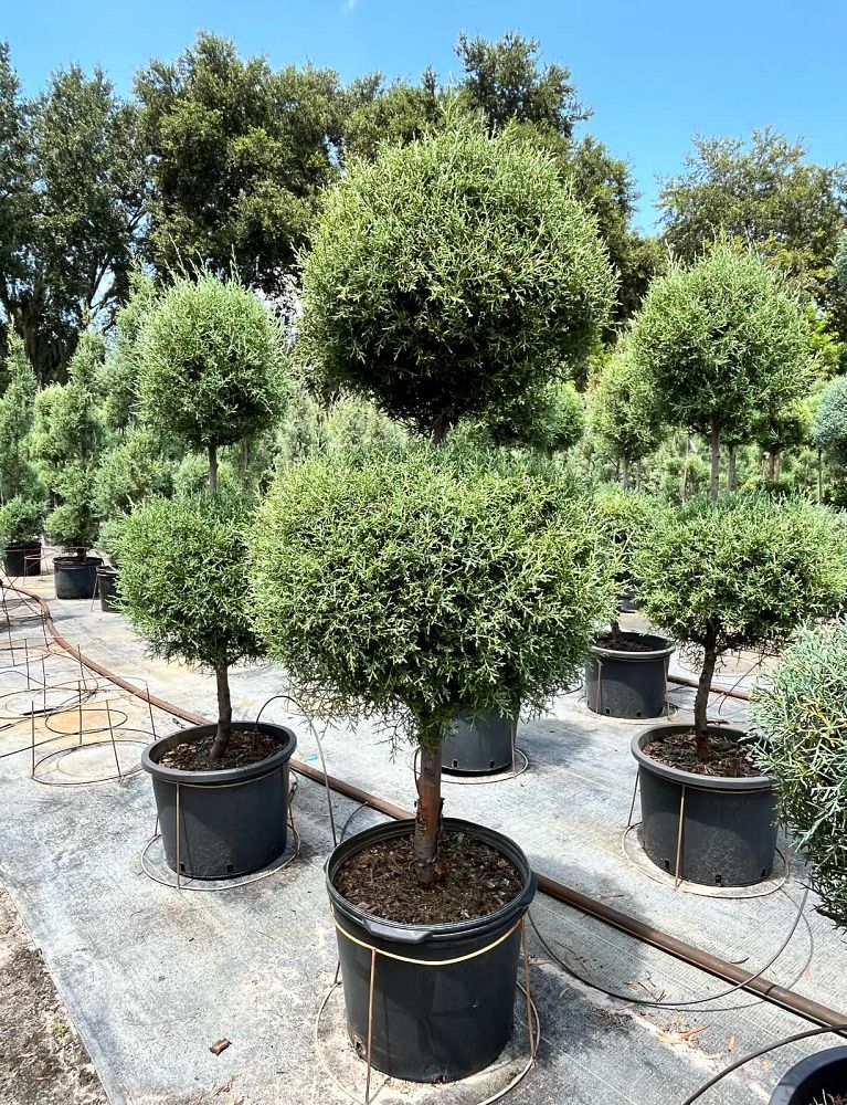 cupressus-arizonica-glabra-carolina-sapphire-topiary-2-ball-arizona-blue-cypress-smooth-bark-arizona-cypress-callitropsis-glabra