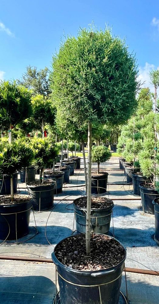 cupressus-arizonica-glabra-carolina-sapphire-topiary-arizona-blue-cypress-smooth-bark-arizona-cypress-callitropsis-glabra