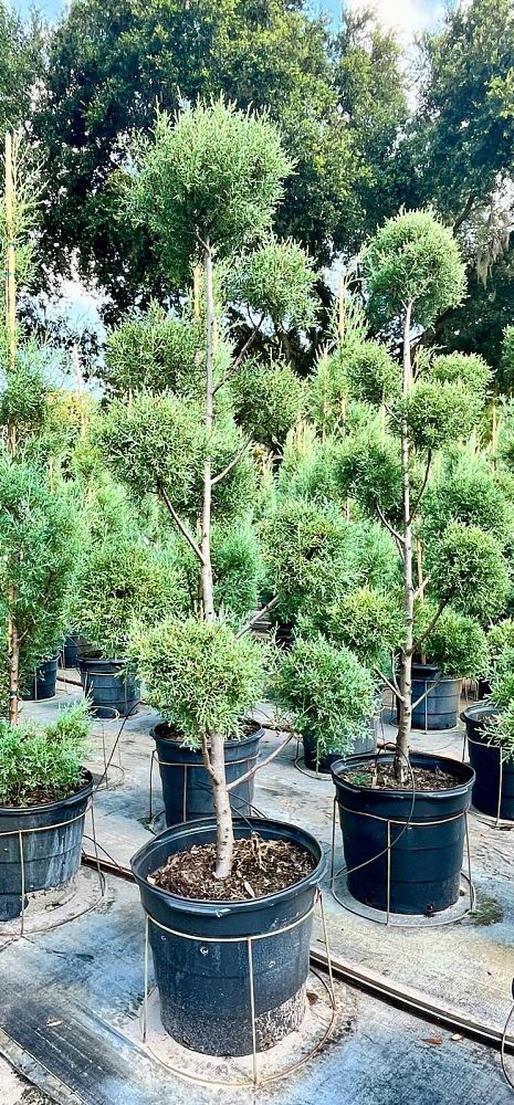 cupressus-arizonica-glabra-carolina-sapphire-topiary-pompom-arizona-blue-cypress-smooth-bark-arizona-cypress-callitropsis-glabra