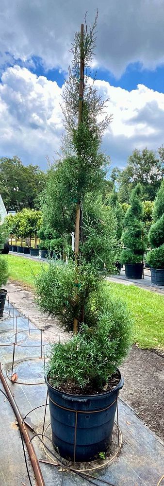 cupressus-arizonica-glabra-carolina-sapphire-topiary-spiral-arizona-blue-cypress-smooth-bark-arizona-cypress-callitropsis-glabra