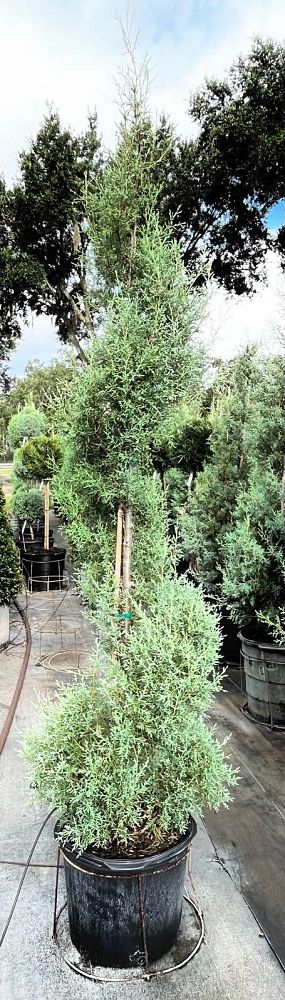 cupressus-arizonica-glabra-carolina-sapphire-topiary-spiral-arizona-blue-cypress-smooth-bark-arizona-cypress-callitropsis-glabra