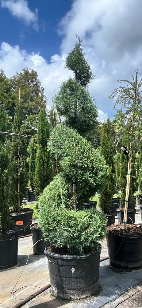 cupressus-arizonica-glabra-carolina-sapphire-topiary-spiral-arizona-blue-cypress-smooth-bark-arizona-cypress-callitropsis-glabra