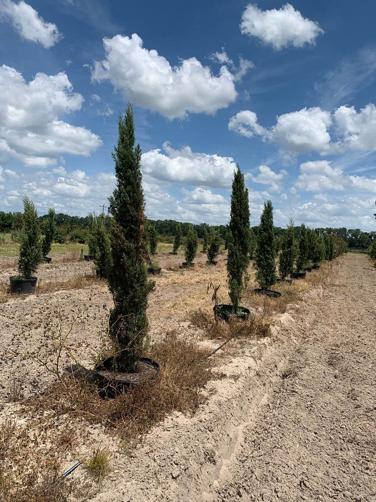 cupressus-sempervirens-italian-cypress