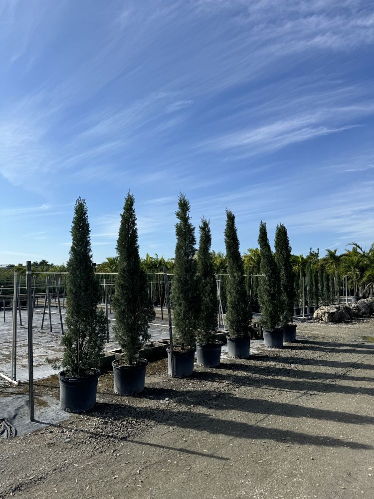 cupressus-sempervirens-italian-cypress