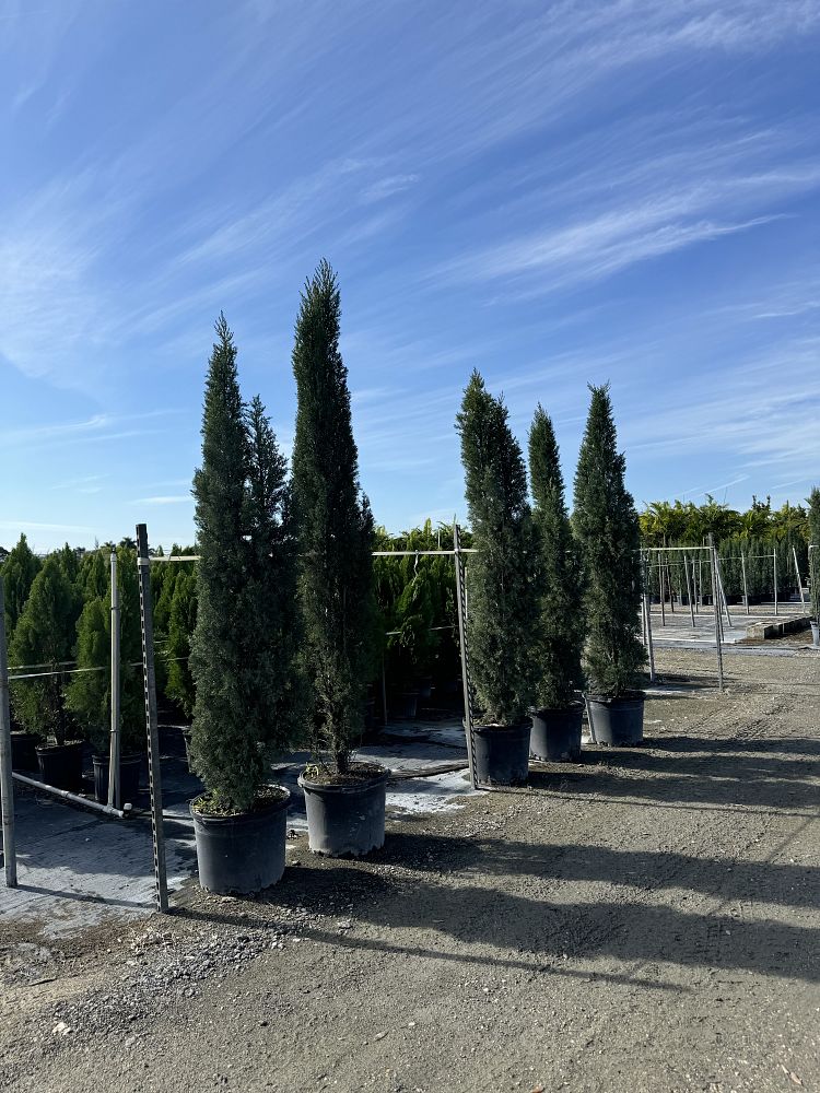 cupressus-sempervirens-italian-cypress