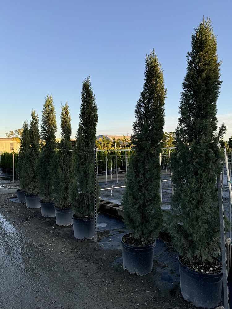 cupressus-sempervirens-italian-cypress