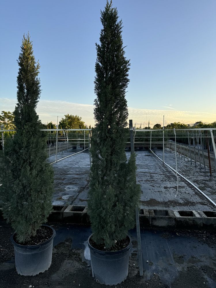 cupressus-sempervirens-italian-cypress