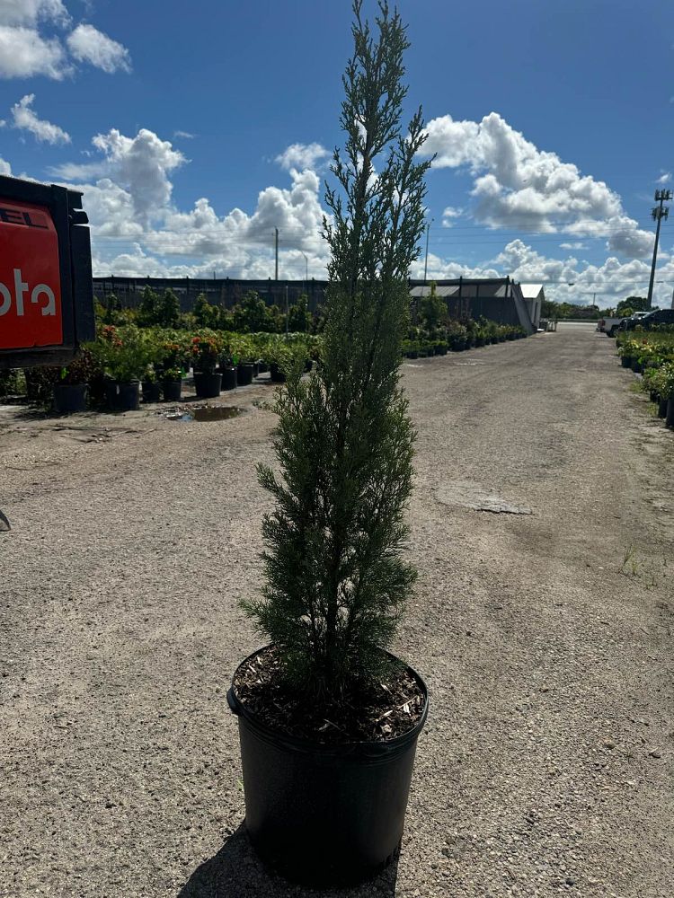 cupressus-sempervirens-italian-cypress