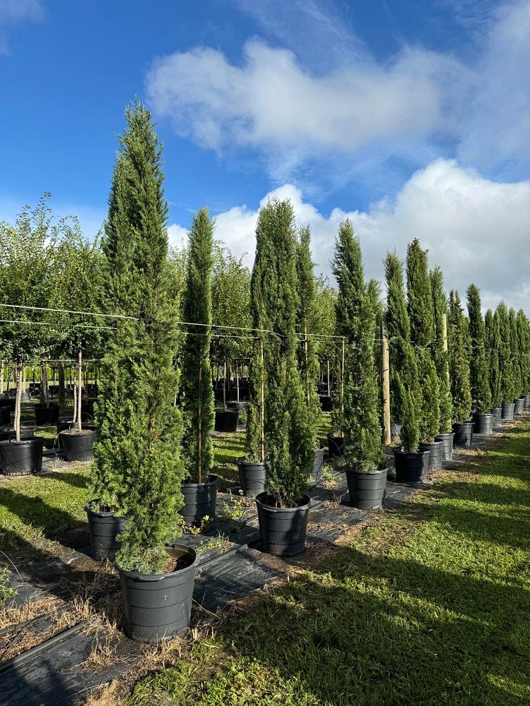 cupressus-sempervirens-italian-cypress