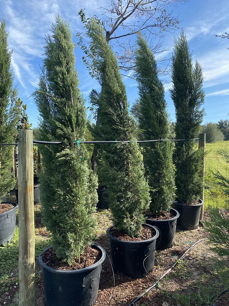 cupressus-sempervirens-italian-cypress