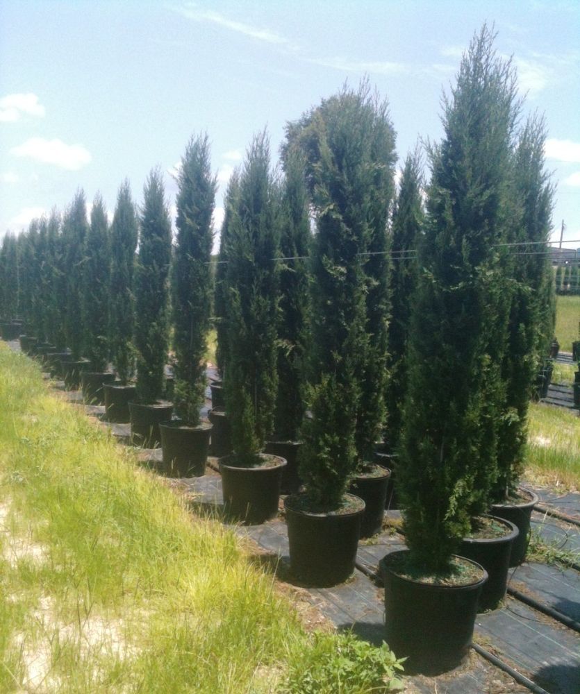 cupressus-sempervirens-italian-cypress