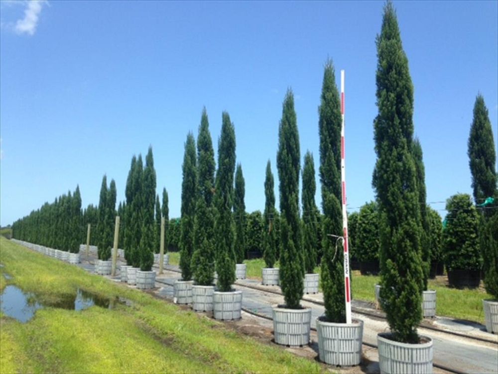 cupressus-sempervirens-italian-cypress