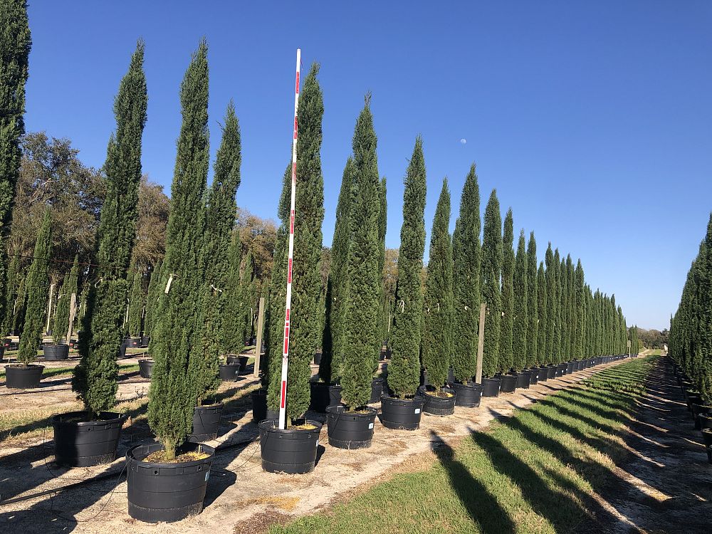 cupressus-sempervirens-italian-cypress