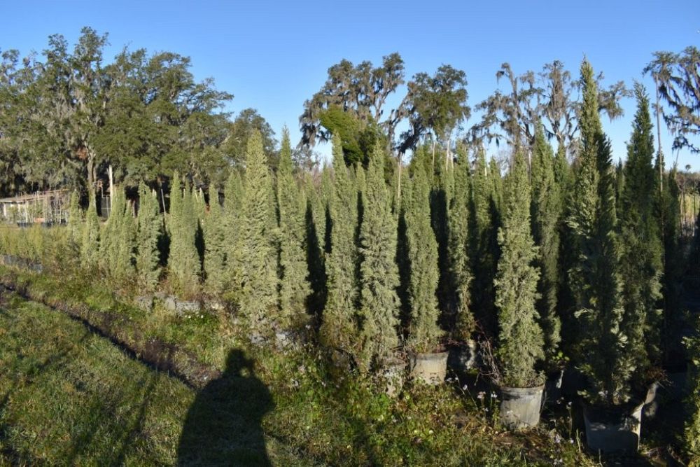 cupressus-sempervirens-italian-cypress