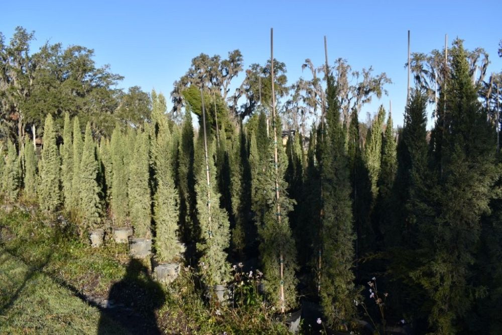 cupressus-sempervirens-italian-cypress