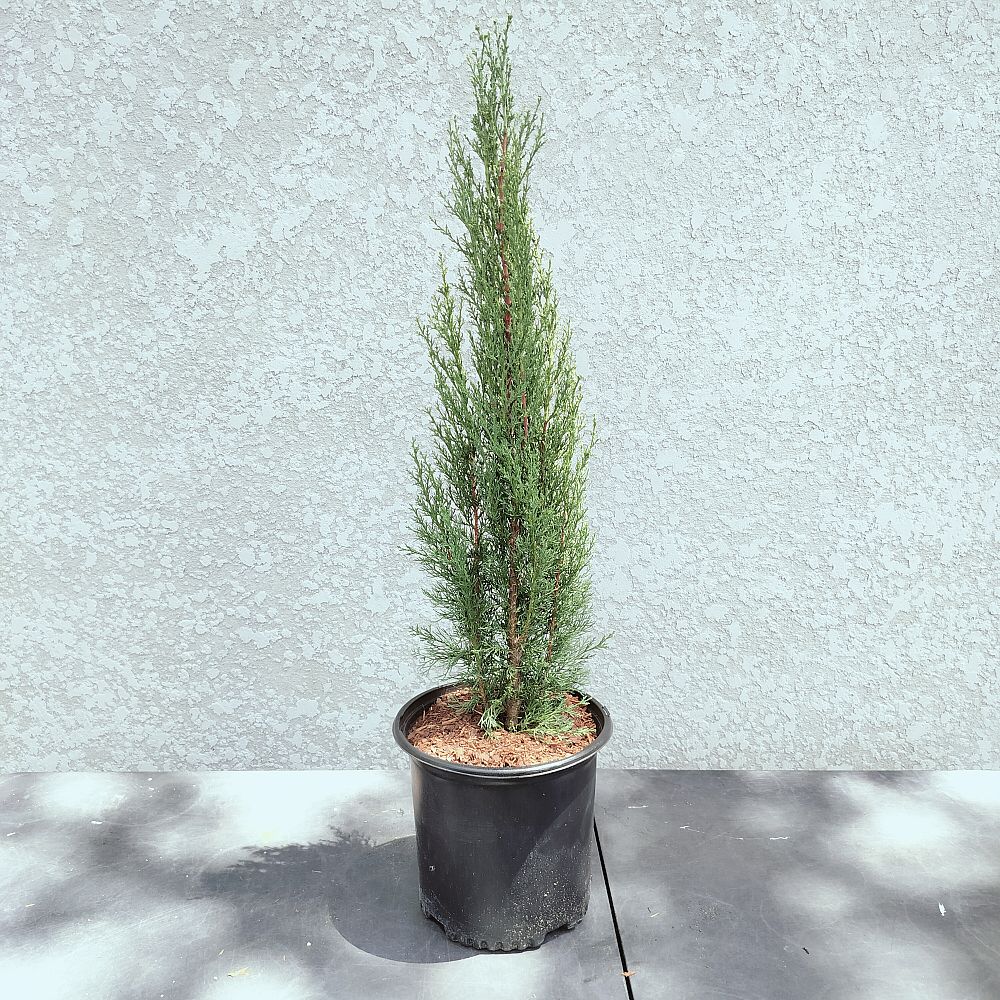 cupressus-sempervirens-italian-cypress