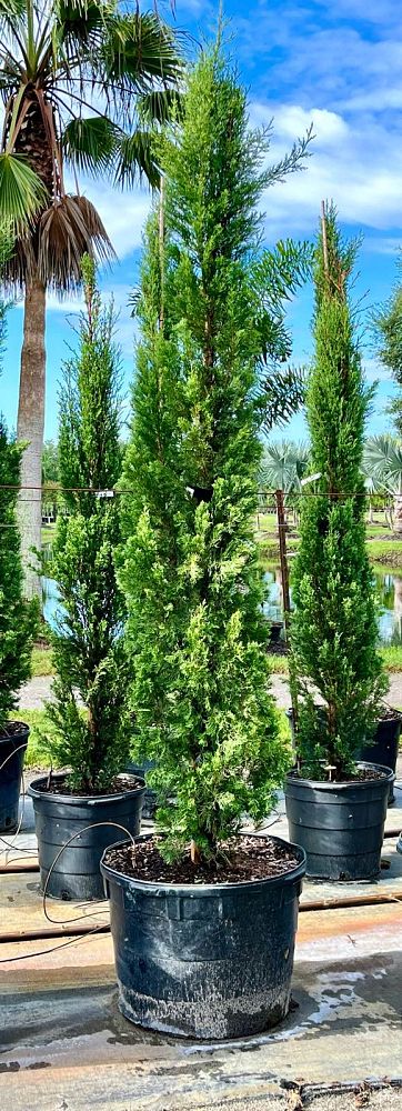 cupressus-sempervirens-italian-cypress