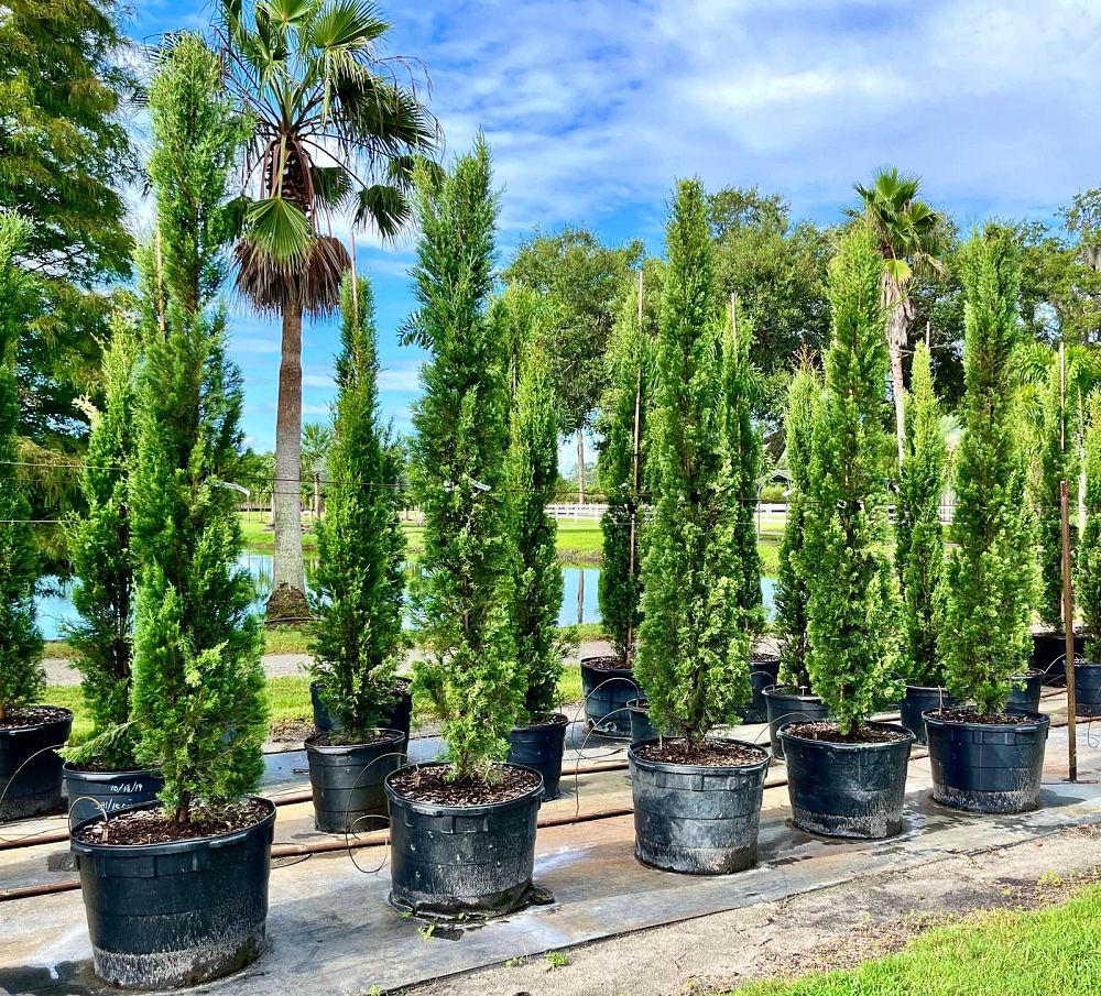 cupressus-sempervirens-italian-cypress