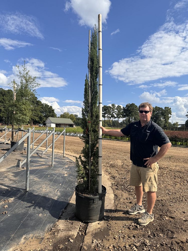 cupressus-sempervirens-italian-cypress