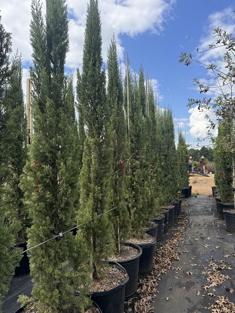 cupressus-sempervirens-italian-cypress