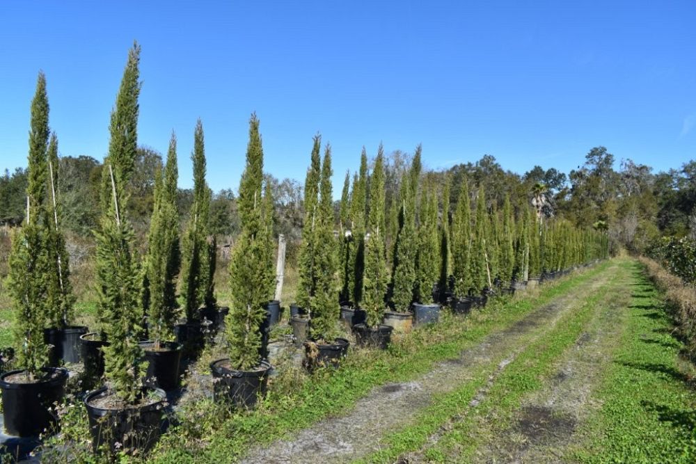 cupressus-sempervirens-italian-cypress