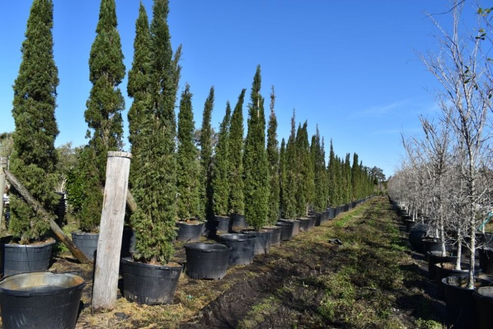 cupressus-sempervirens-italian-cypress