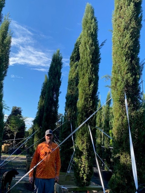 cupressus-sempervirens-italian-cypress