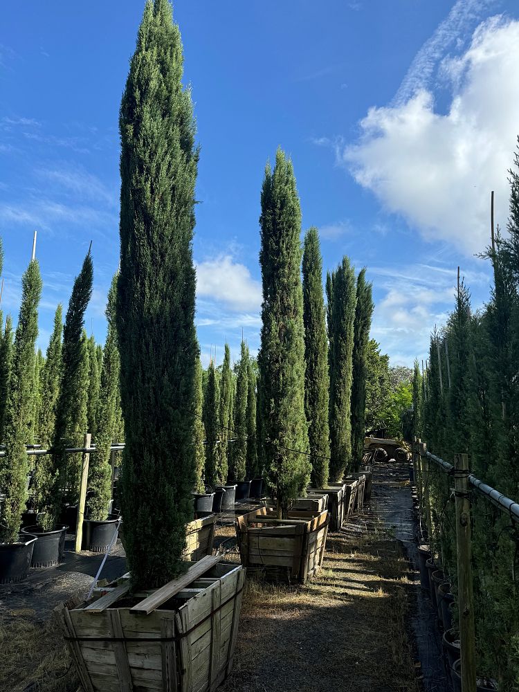 cupressus-sempervirens-italian-cypress