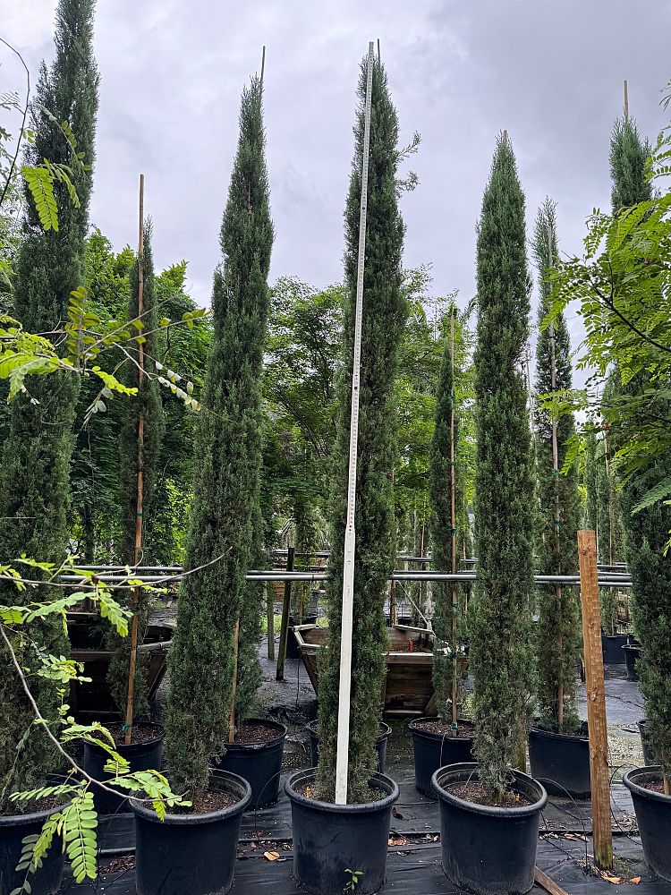 cupressus-sempervirens-italian-cypress